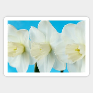 Narcissus  &#39;Misty Glen&#39;  AGM    Division 2 Large-cupped Daffodil Sticker